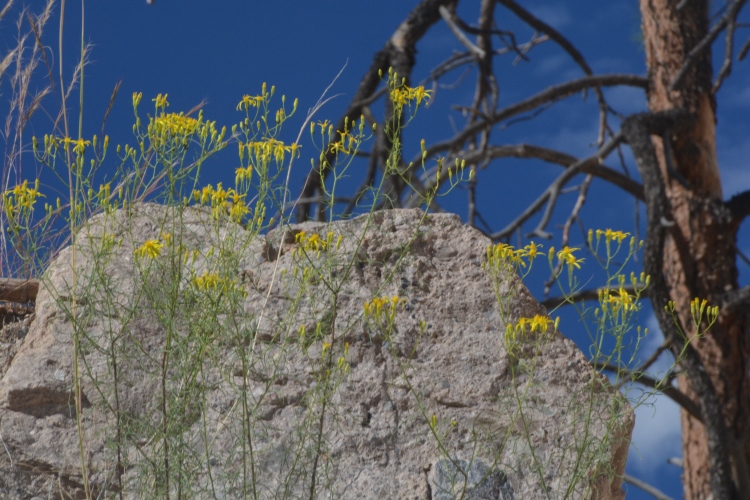 tent rocks slot